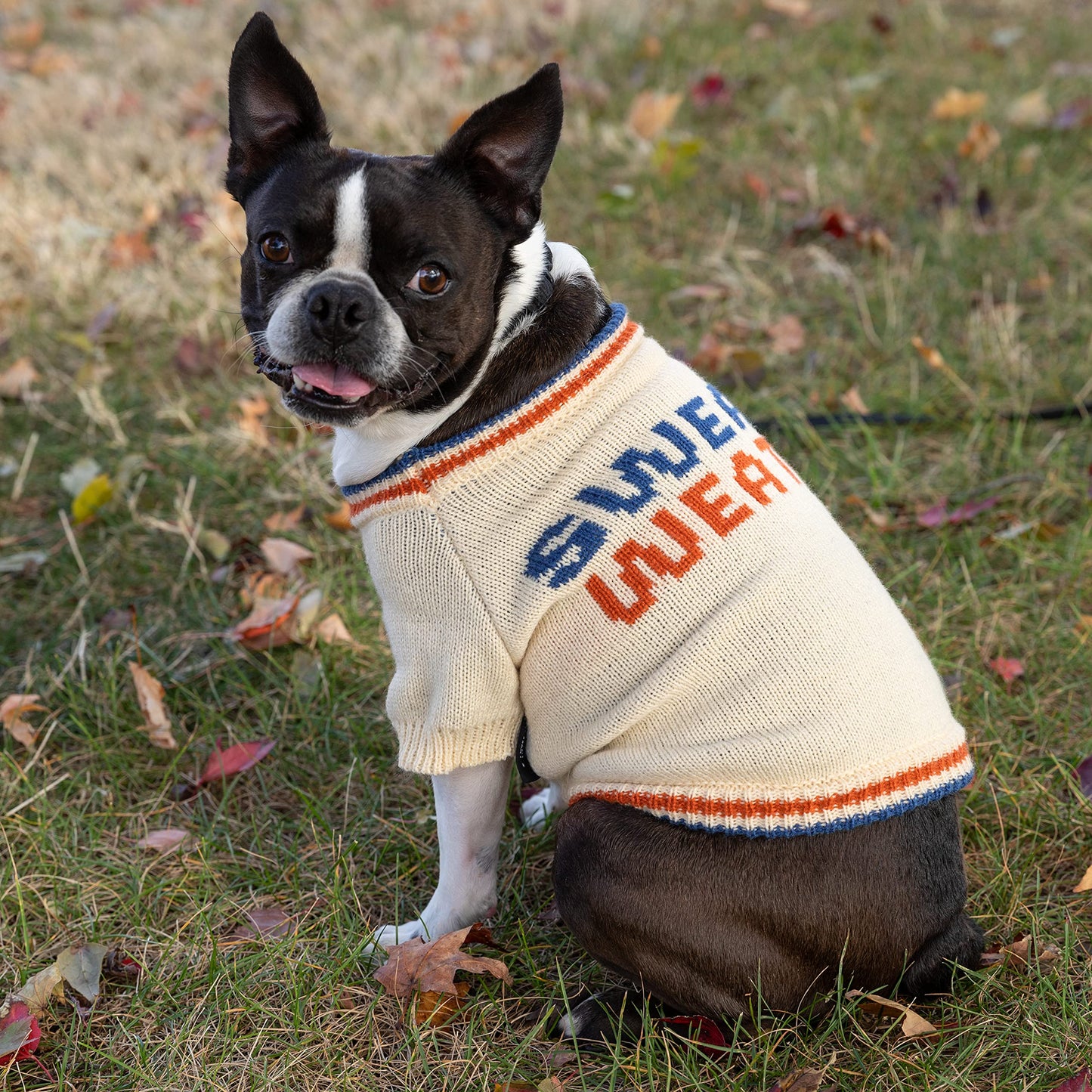 Sweater Weather Knit Dog Sweater